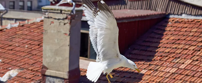 Residential Chimney Animal Removal Solution in West Falls Church, VA