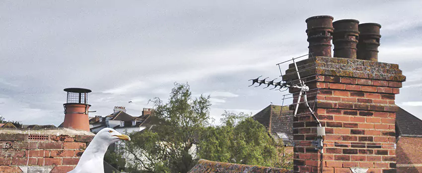 Chimney Cleaning And Restoration in West Falls Church, Virginia